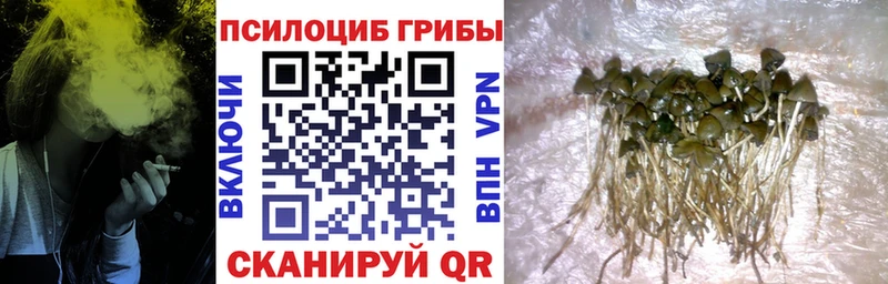 blacksprut сайт Видное Псилоцибиновые грибы прущие грибы